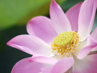 Blossom pink lotus flower closeup