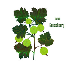 Illustration of Gooseberry branch