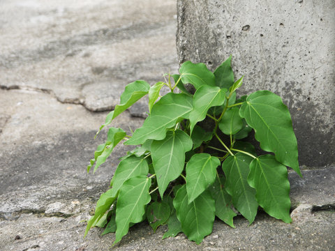 Small bodhi tree growing in concrete