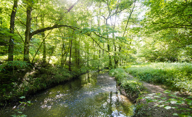 Beauty creek in German forest: Invitation to dream and relax :) 