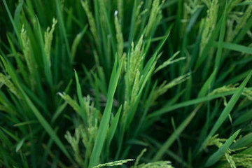 Fototapeta na wymiar Blurred shot of paddy plants