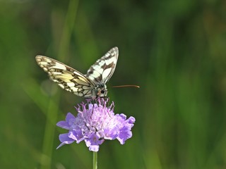 Schachbrettfalter (Melanargia galathea) auf Witwenblume