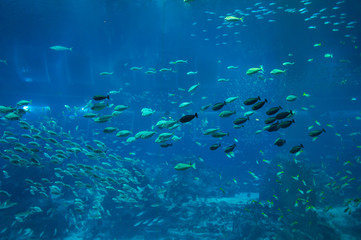 Naklejka premium Huge school of sea fish in aquarium