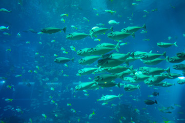 Fototapeta na wymiar Huge school of sea fish in aquarium