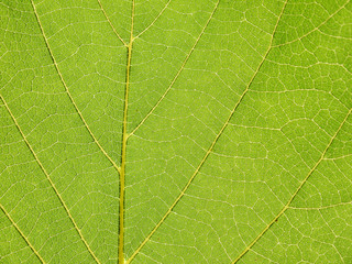 leaf texture