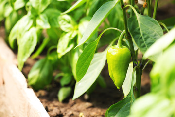 Ripe bell pepper on a plant
