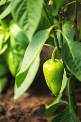 Green ripe bell pepper on a plant in greenhouse