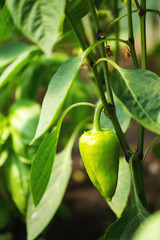 Fresh organic sweet pepper in greenhouse