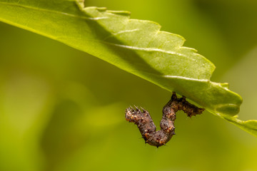Brown worm is walking under green leaf