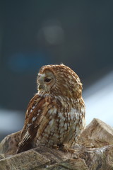 Fototapeta premium Tawny owl