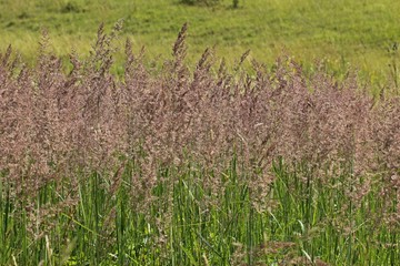 Land-Reitgras (Calamagrostis epigejos)