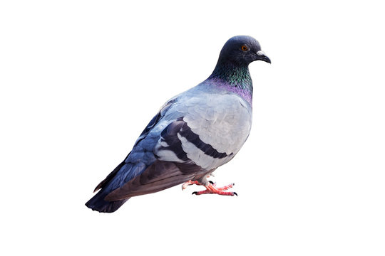Pigeon was standing isolated on white background.