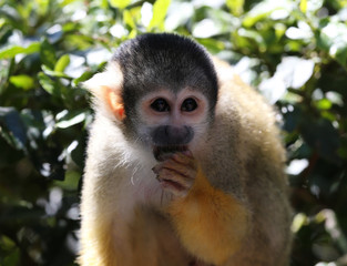 Portrait of a Squirrel Monkey