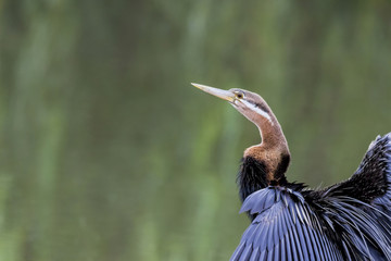 African Darter perched on a stump near a dam