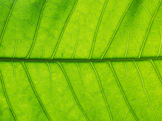 Fototapeta na wymiar green mango leaf texture