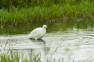 Little White Egret catching a fish in a shallow dam