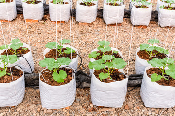 young melon plant in white plastic bag in glass house