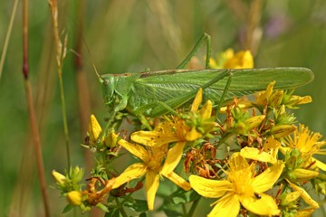 Weibliches Grünes Heupferd (Tettigonia viridissima) auf Johanniskraut (Hypericum perforatum)
