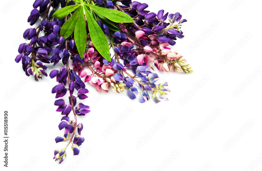 Wall mural lupine flowers isolated