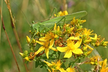 Weibliches Grünes Heupferd (Tettigonia viridissima) auf Johanniskraut (Hypericum perforatum)
