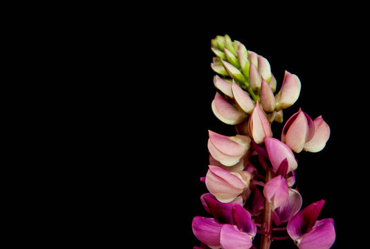 Fototapeta Lupine flowers on a black
