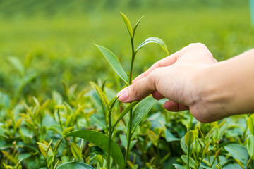 Hand finger picking tea leaves at a tea plantation.