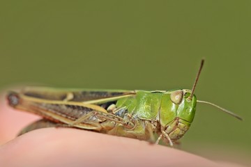 Heidegrashüpfer (Stenobothrus lineatus) auf der Hand
