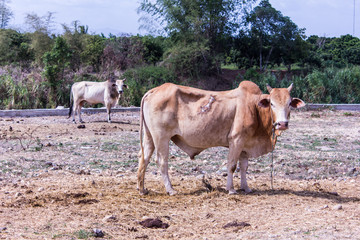 Obraz premium Thai cow in field, mammal farm
