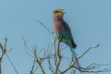 Lilac breasted roller perched on a branch against a blue sky