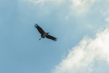 Marabou stork flying against a sunny blue sky background