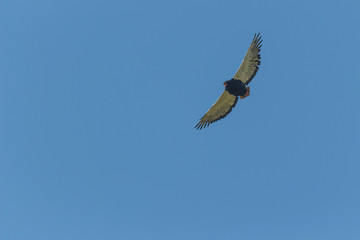 Bateleur eagle flying high against a blue sky background