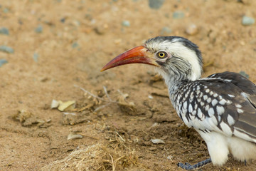 Close up Red billed hornbill on the ground in the dirt