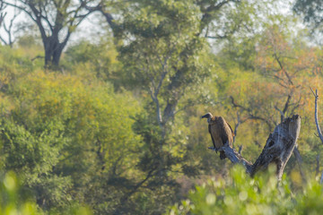 Whitebacked vulture perched on a dead tree stump in the bush