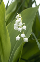 Single lily of the valley