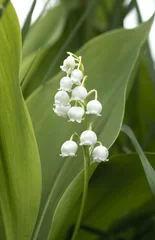 Wall murals Lily of the valley Single lily of the valley