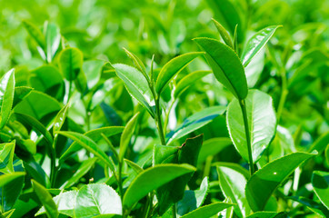 Tea leaves at plantation agricultural field