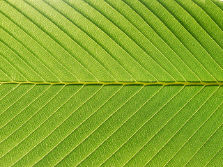 green leaf texture closeup