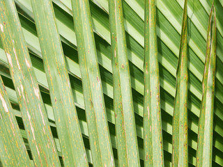 Plakat Closeup beautiful palm leaves of tree in sunlight