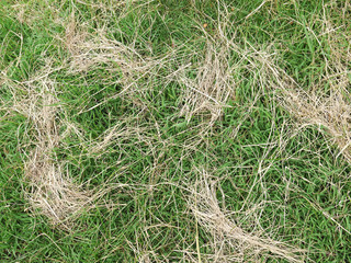 green grass and dry grass