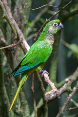 parrot