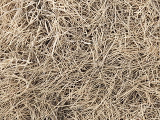 hay dry grass background