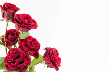 Bouquet de roses rouges sur fond blanc