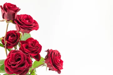 Foto auf Acrylglas Rosen Strauß roter Rosen auf weißem Hintergrund