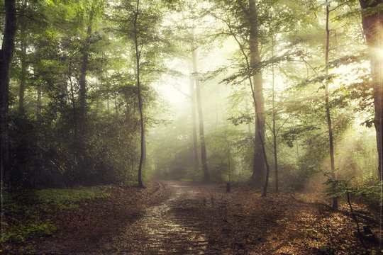 Deciduous forest in spring against the sun
