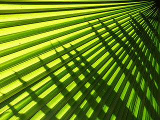 beautiful palm leaves of tree in sunlight