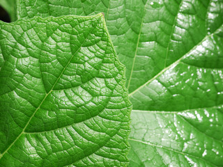 leaf texture, soft focus blur