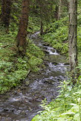Fototapeta na wymiar Flowing creek in a forest.