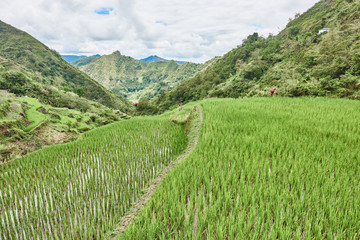 rice paddy terrace fields  Philippines