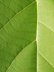 green leaf texture ( teak leaf )