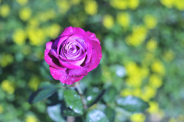 Rose blooming in garden